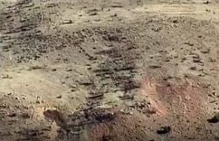 Gercüşlü çiftçilerin domuz tedirginliği