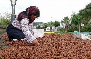 Giresun’da fındık fiyatı 250 TL’ye geriledi,...