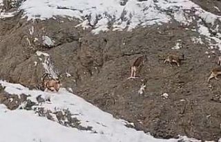 Güzeldere’nin karla kaplı yamaçlarda dağ keçileri...
