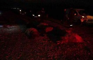 Hafif ticari araç sürüye daldı, 10’dan fazla...