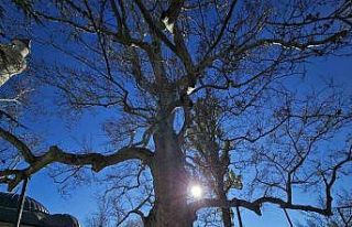 Harput’un 3 asırlık çınarı yıllara meydan...