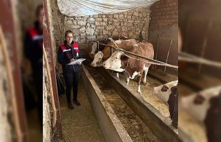 Hibe desteğiyle hayvancılık yapan besicilere yönelik...