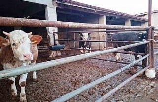 Hisarcık ilçesinde şap karantinası yeniden başladı