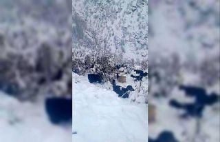 Hizan’da kar yağışı, sürüyü hazırlıksız...