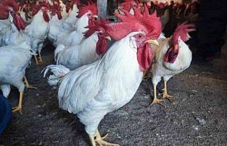 Hobiydi, iş oldu, 3 yılda 850 etlik horoz yetiştirdi