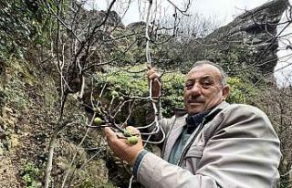 İncir ağacı Aralık ayında yeniden meyve verdi