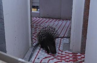 İncirliova’da ekiplerin dikkati nesli tehlikedeki...