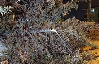 İnegöl’de rüzgarın etkisiyle ağaç devrildi