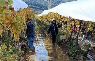 İşçiler yağmur ve çamuru aldırış etmeden üretime...