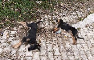 Isparta’da art arda yaşanan köpek ölümlerine...