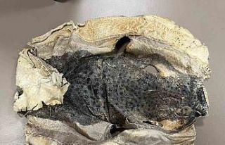 İzinsiz kullanılan Balon balığı projesi mahkemelik...