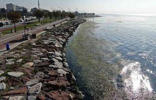 İzmir sahilinde ’yeşil’ istila