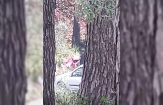 İzmir’de bir kadın ormanlık alanda darbedildi