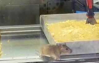 İzmir’den iğrenç görüntü: Börek tezgahlarında...