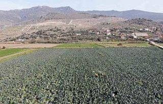 İzmir’in verimli tarım arazilerinde ’yeşil...