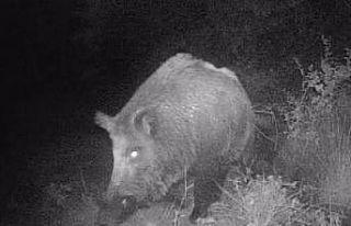 Kahramanmaraşlı doğa tutkunu genç fotokapanla...