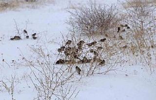 Kar esareti kuşları da etkiliyor