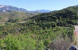 Kara tablo, 6 yılda yeşil örtüye dönüştü