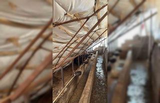 Karabük’te kar yağışı ahıl çatısını çökertti:...