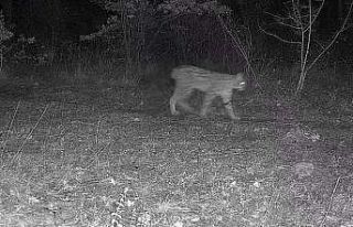 Karabük’te vaşak ve yavrusu ile kurt, fotokapana...