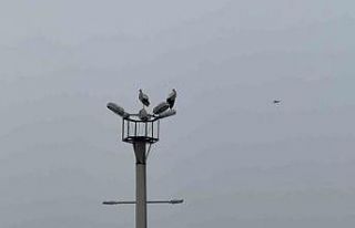 Karabük’ün simgesi haline gelen leylek dronla...