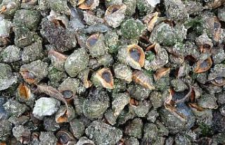 Karadeniz için en büyük iki tehdit: "Deniz...