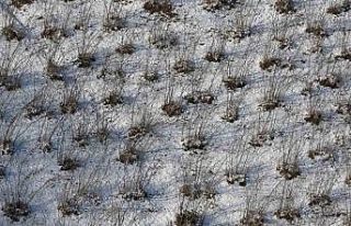 Karadeniz’deki kar yağışı, fındık ve diğer...