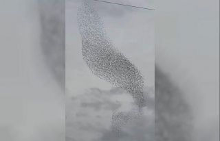 Karapınar’da sığırcık kuşları görsel şölen...