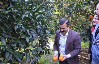 Kaymakam Kumcu, ’Köyceğiz Portakalı’ hasadına...