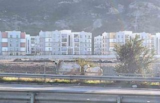 Kaza yapan tırdan kaçan anguslar şehir turunda