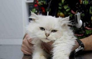 Kedide dünyada görülmemiş anomali: Başarılı...