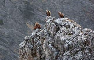 Kemaliye’de göçmen akbabalar görüntülendi