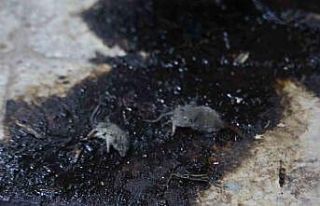 Kilis’te hijyen şartlarına aykırı üretim yapan...