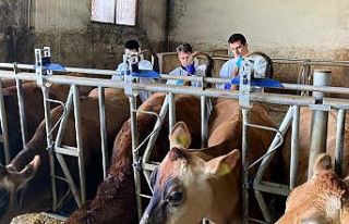 Kırklareli’nde büyükbaş hayvan işletmelerinde...