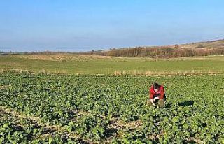 Kırklareli’nde kanola gelişimi inceleniyor