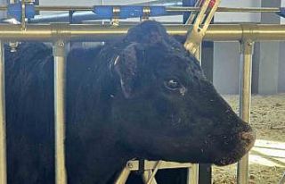 Kırsalda Bereket Hayvancılığa Destek Projesi,...