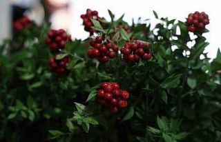 Kırşehir’de aralık ayının en çok tercih edilen...