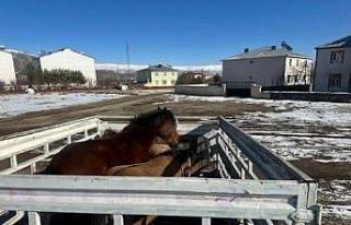 Kış şartları öncesi önlem: Başıboş binek...