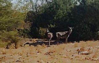Kızıl geyikler aylar sonra Spil Dağı’nda yeniden...