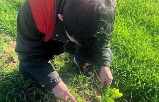 Kofçaz’da tarla faresine karşı etkin mücadele:...