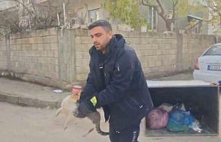 Konserve kutusuna sıkışan kedi kurtarıldı