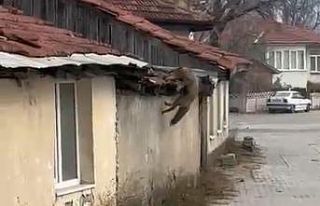 Köpek seslerini duyan tilkinin yaşadığı panik...