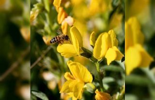 Koruma Altındaki ‘Eber Sarısı’yla ilgili önemli...