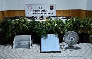 Köy evinde çadır kurup skunk yetiştiren şahsa...