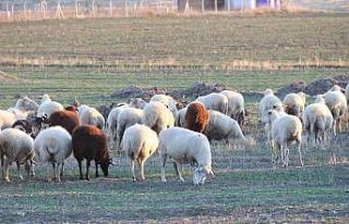 Koyunlar bu kışı kırda otlayarak geçiriyor