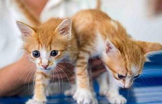 Kuşadası Belediyesi Veteriner İşleri Müdürlüğü’nden...