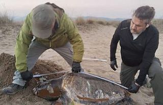 Kuşadası’nda son bir haftada 3 deniz kaplumbağası...