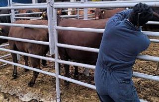 Kütahya’ya Brezilya’dan gelen ithal gebe düveler...