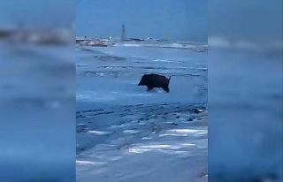 Mahalleye yakın bir noktada domuz görüldü