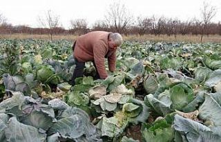 Malatya’da çiftçiler alternatif ürünlerle zararlarını...